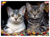 Ednet Mouse Pad With Cats ED64220