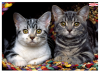 Ednet Mouse Pad With Cats ED64220 Ednet Mouse Pad With Cats ED64220