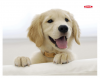 Ednet Mouse Pad With Dog ED64220 Ednet Mouse Pad With Dog ED64220