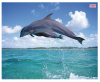 Ednet Mouse Pad With Dolfins ED64220