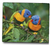 Ednet Mouse Pad With Birds ED64220 Ednet Mouse Pad With Birds ED64220