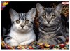 Ednet Mouse Pad With Cats ED64220 Ednet Mouse Pad With Cats ED64220