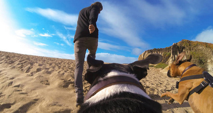 Dog Pet Pulling Harnesses Chest Strap Belt Mount for Xiaomi Yi Sports Camera